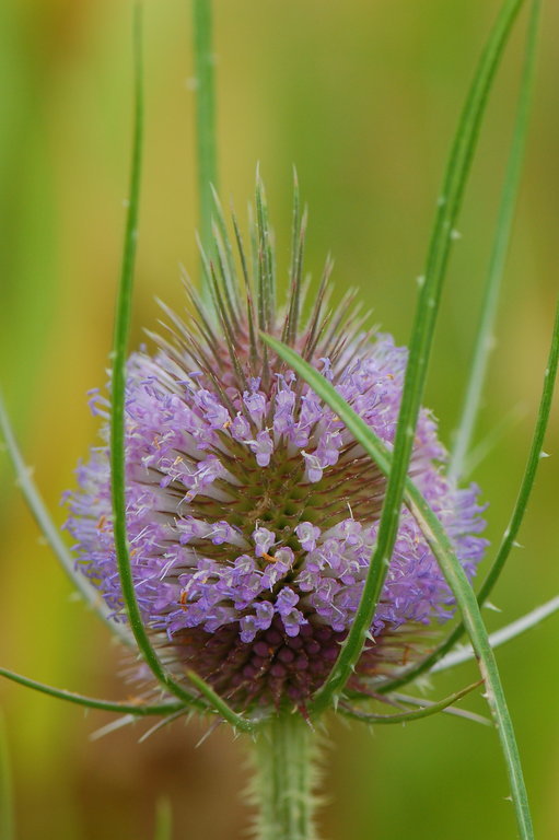 Image of teasel: Fuller's teasel; cutleaf teasel