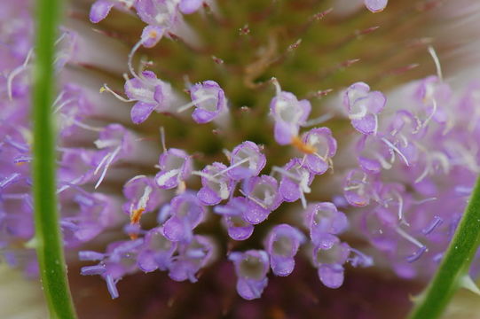 Image of teasel: Fuller's teasel; cutleaf teasel