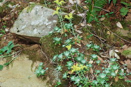 Imagem de Sedum spathulifolium Hook.