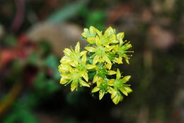 Image of broadleaf stonecrop