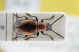 Image of Asparagus beetle