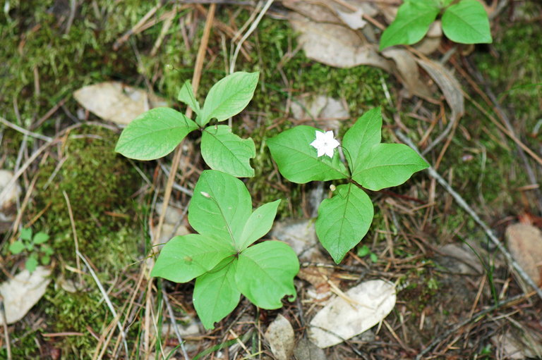 Image of <i>Trientalis latifolia</i>