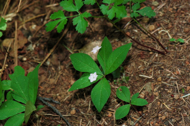 Image of <i>Trientalis latifolia</i>