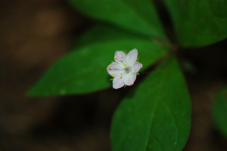 Image of <i>Trientalis latifolia</i>