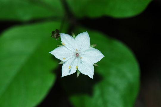 Image of <i>Trientalis latifolia</i>