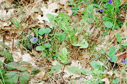 Image of Early Blue (Hook) Violet