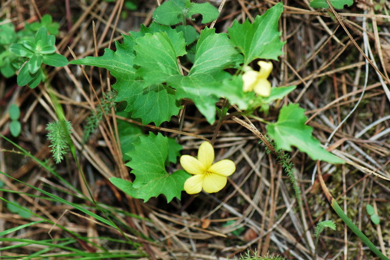 Image of pine violet