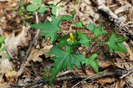 Image of pine violet