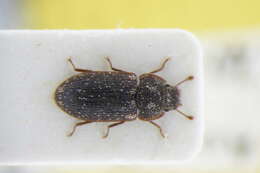 Image of Colobicus