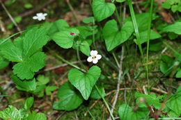 صورة Viola ocellata Torr. & Gray