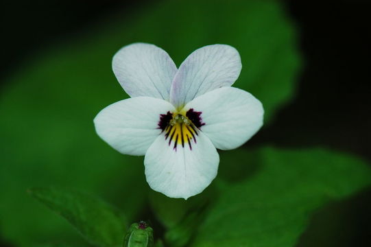 Image of pinto violet