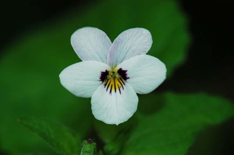 صورة Viola ocellata Torr. & Gray