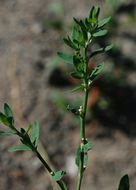 Polygonum arenastrum Boreau resmi