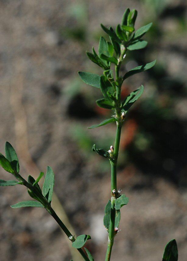 Polygonum arenastrum Boreau resmi