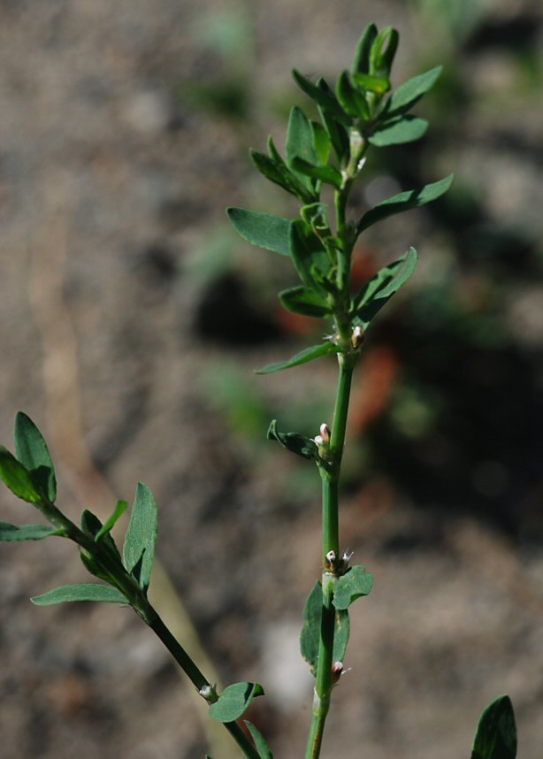 Image of <i>Polygonum aviculare</i> ssp. <i>depressum</i>