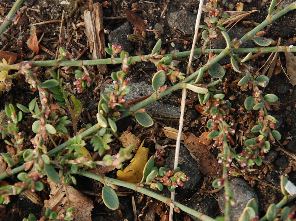 Polygonum arenastrum Boreau resmi