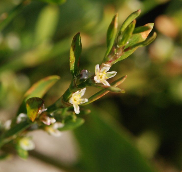 Polygonum arenastrum Boreau resmi