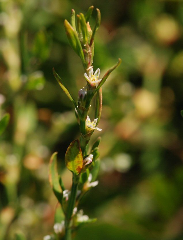 Polygonum arenastrum Boreau resmi