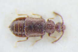 Image of Stricticollis