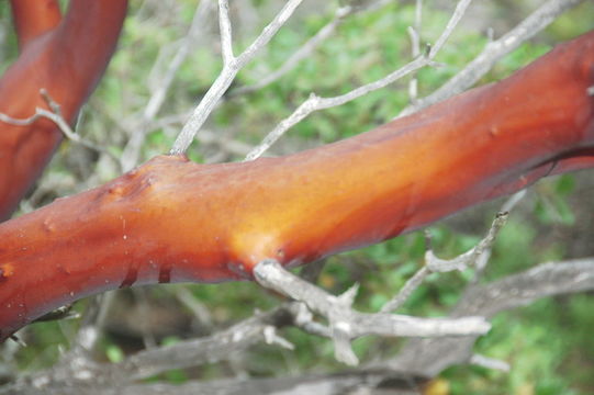 Image of island manzanita