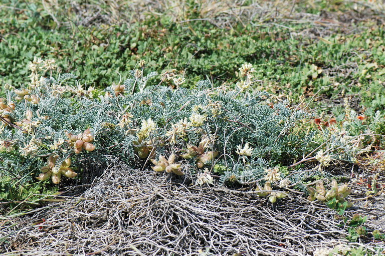 Astragalus miguelensis Greene的圖片