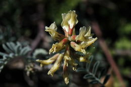 Astragalus miguelensis Greene的圖片