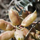 Sivun Astragalus miguelensis Greene kuva