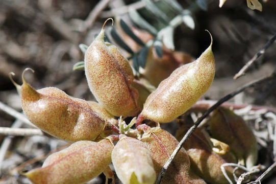 Astragalus miguelensis Greene resmi