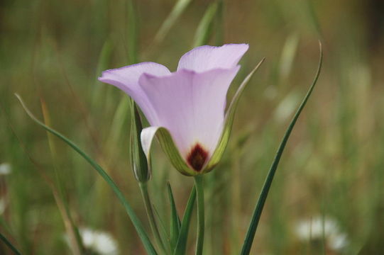 Image de Calochortus catalinae S. Watson