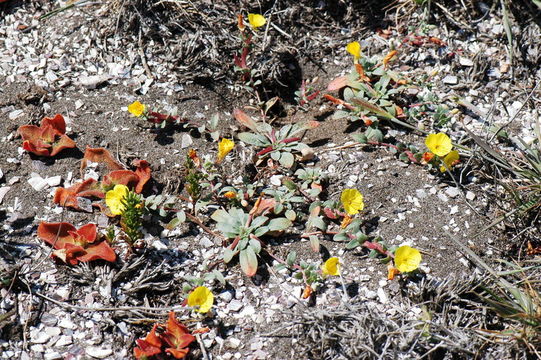 Image of <i>Camissoniopsis <i>cheiranthifolia</i></i> ssp. cheiranthifolia