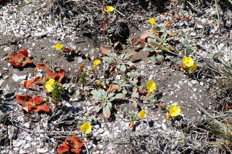 Image de <i>Camissoniopsis <i>cheiranthifolia</i></i> ssp. cheiranthifolia