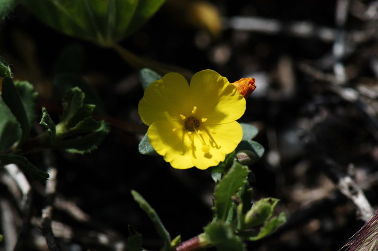 Image of <i>Camissoniopsis <i>cheiranthifolia</i></i> ssp. cheiranthifolia