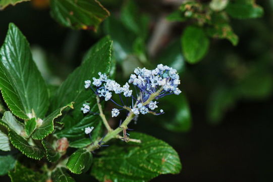 Image of feltleaf ceanothus