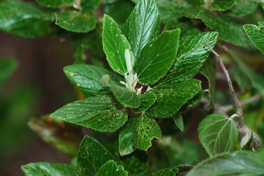 Image de Ceanothus arboreus Greene