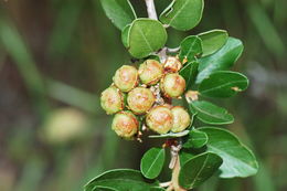 Image of island ceanothus