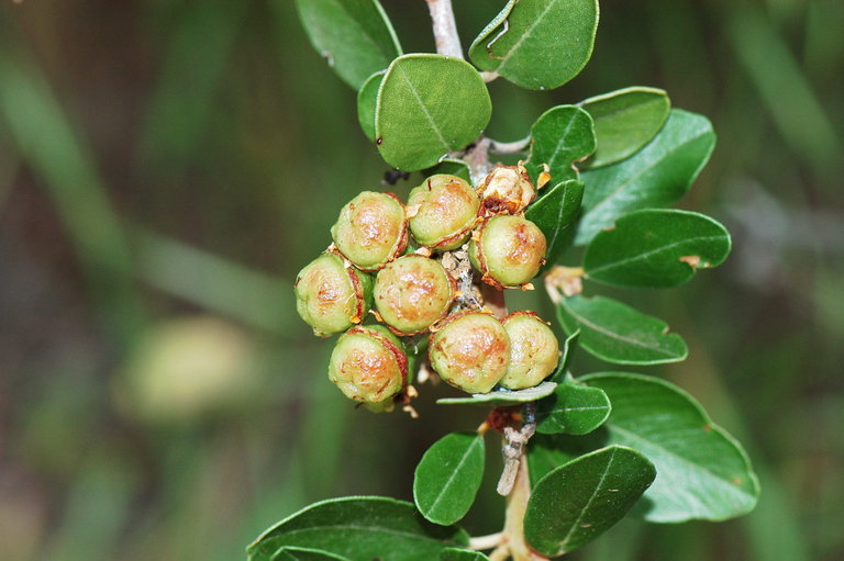 Sivun Ceanothus megacarpus var. insularis (Eastw.) Munz kuva