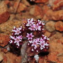 Image of Santa Barbara spineflower