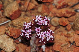 Image of Santa Barbara spineflower