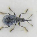 Image of Hemitrichapion