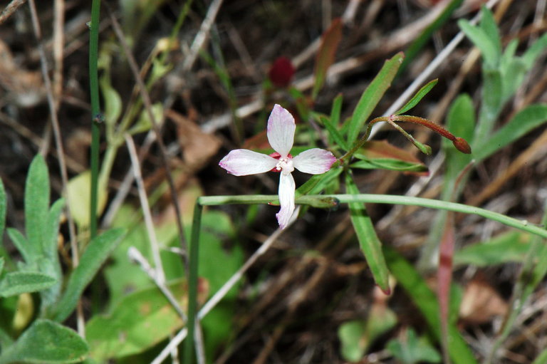 Слика од Clarkia epilobioides (Nutt.) A. Nels. & J. F. Macbr.