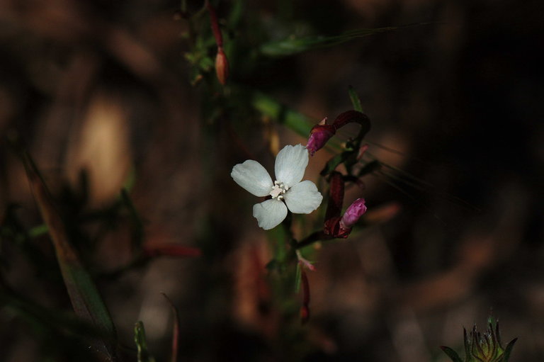 Слика од Clarkia epilobioides (Nutt.) A. Nels. & J. F. Macbr.