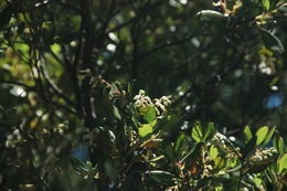 Image of summer holly