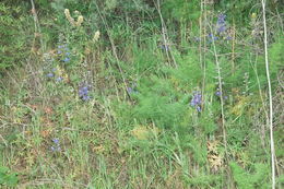 Image of seaside larkspur