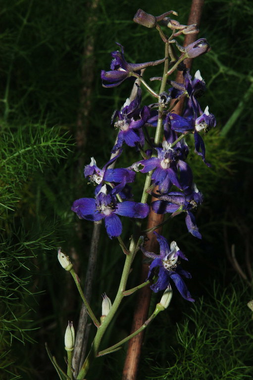 Image of seaside larkspur