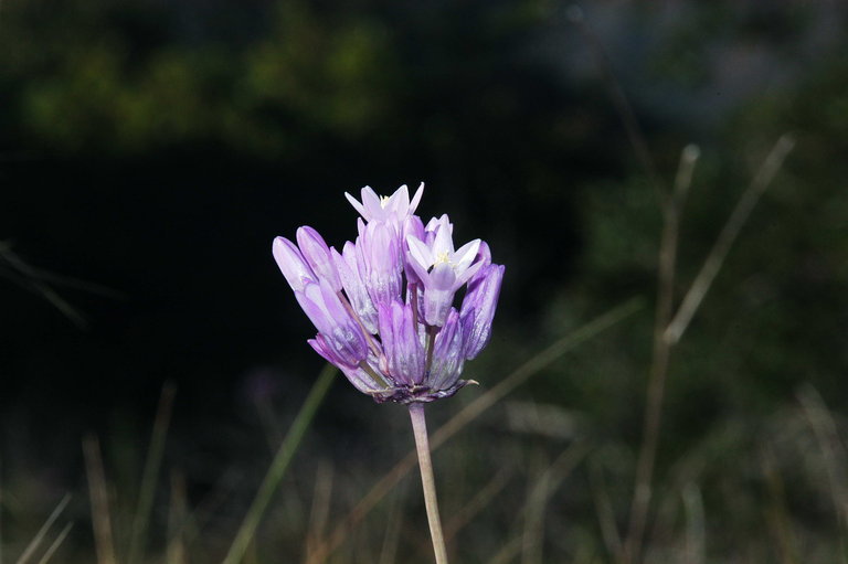 صورة Dichelostemma capitatum (Benth.) Alph. Wood