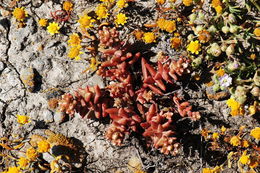 Image of Santa Cruz Island liveforever