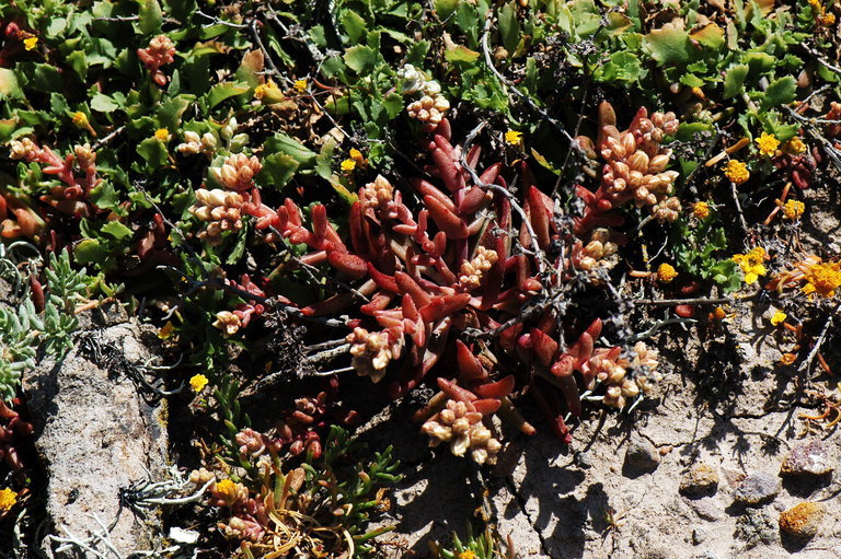 Image of Santa Cruz Island liveforever