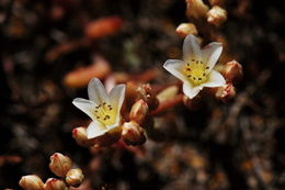 Image of Santa Cruz Island liveforever