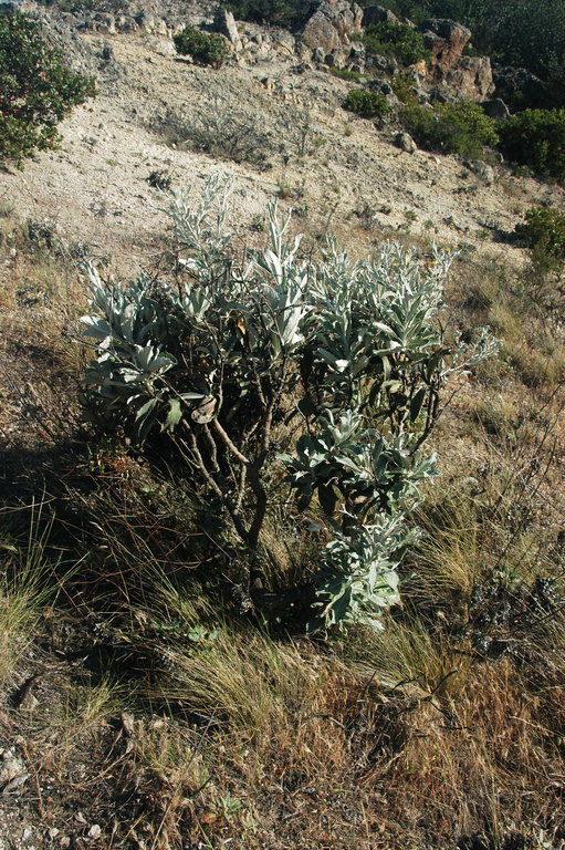 Image of island bristleweed