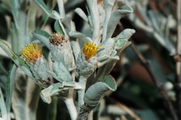 Image of island bristleweed